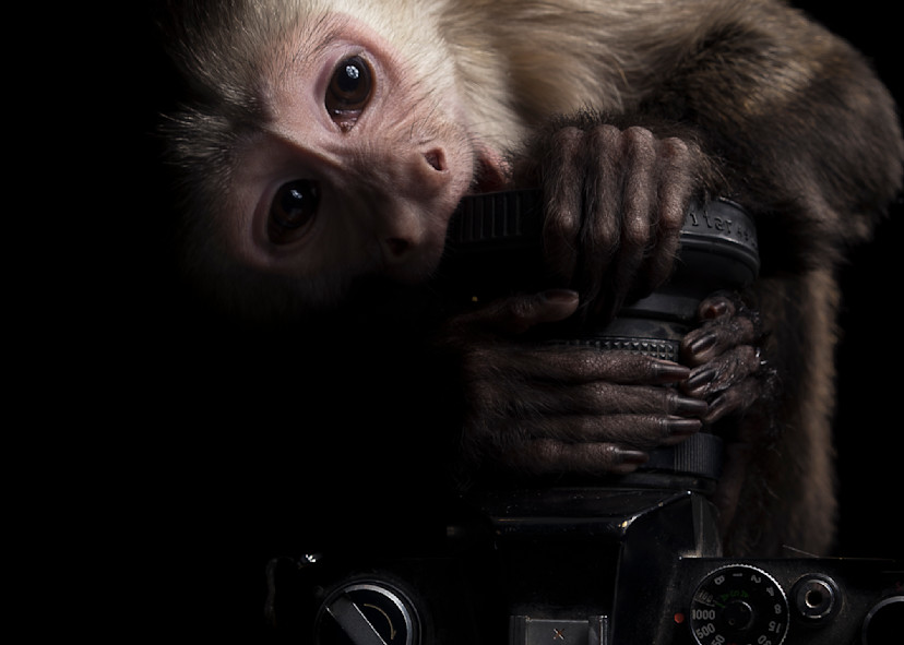 Max Monkey Portrait Print 2 Art | krlphoto