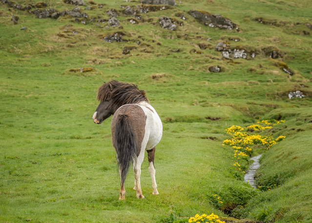 Icelandic Spring | Equine Collection | CBParkerPhoto Art 