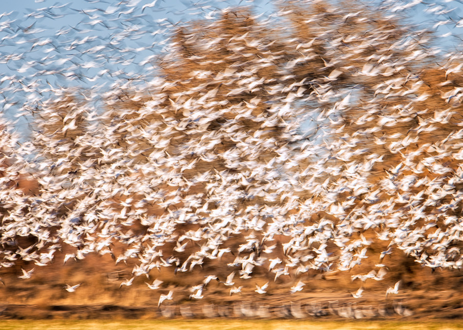 Snow Geese Explosion #1    Photography Art | Carol Brooks Parker Fine Art Photography