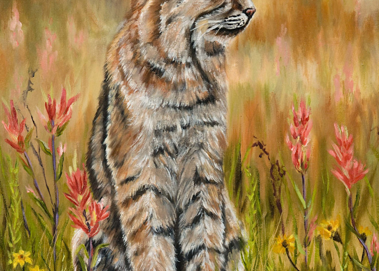 Spring bobcat fine art print