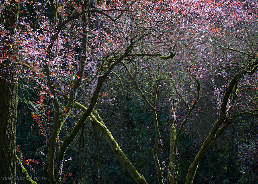 Spring Blossoms . Seattle Photography Art | DAIZAN IMAGES