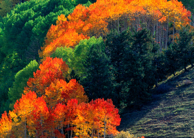 Art prints and displays of autumn in Colorado by photographer James Frank