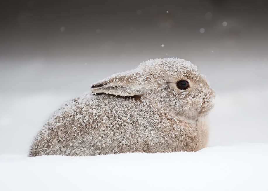Snow Bunny Photography Art | Craig Edwards Fine Art Images