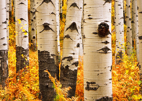 COL-T013  • Aspen Trees, Colorado