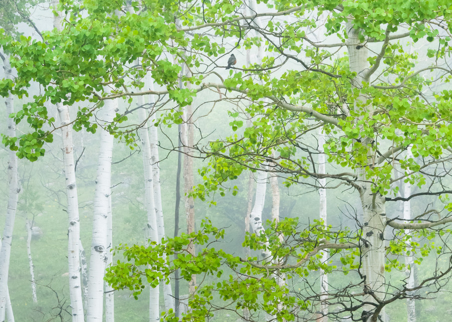 Photo art print of robin perched in spring aspen with rolling mist by James Frank