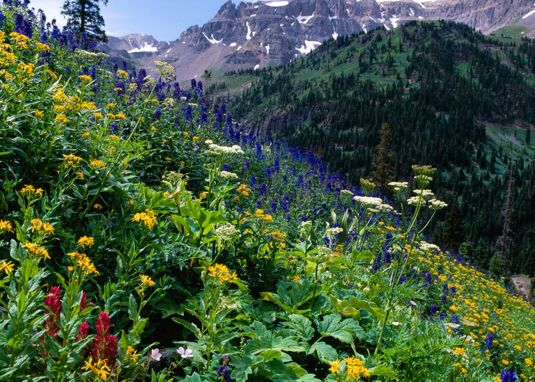 Colorado art print of wildflowers at Yankee Boy Basin by James Frank Photography