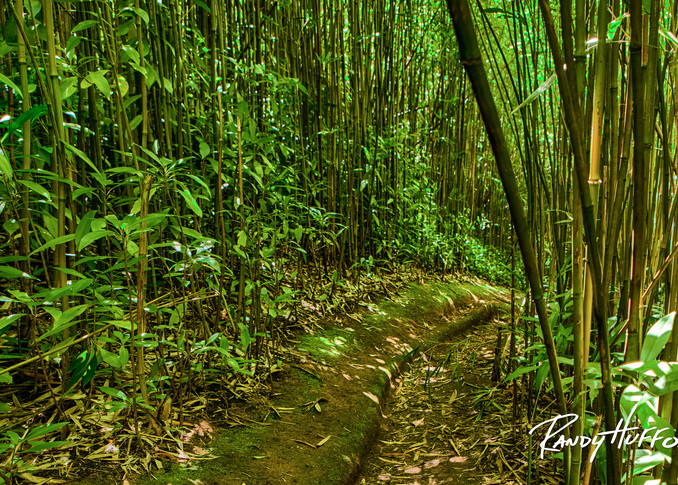 Brynne's Bamboo Pathway