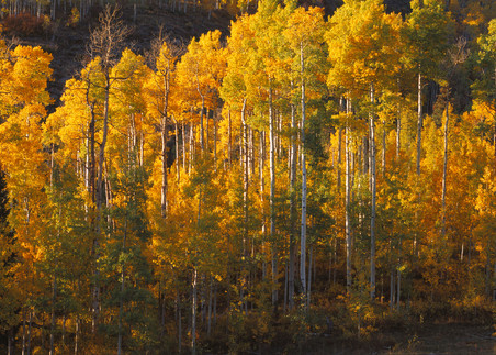 COL-T010 • Colorado Aspen Trees, Fall