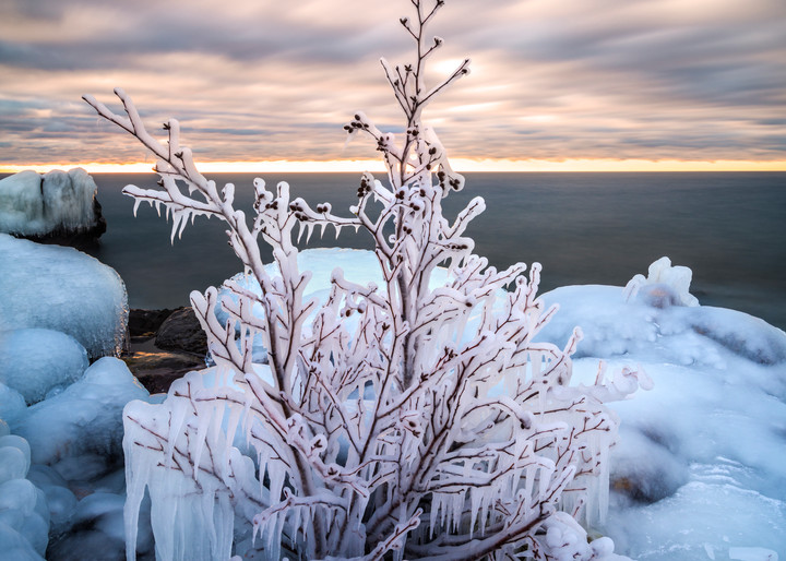 Ice-coated tree along Lake Superior