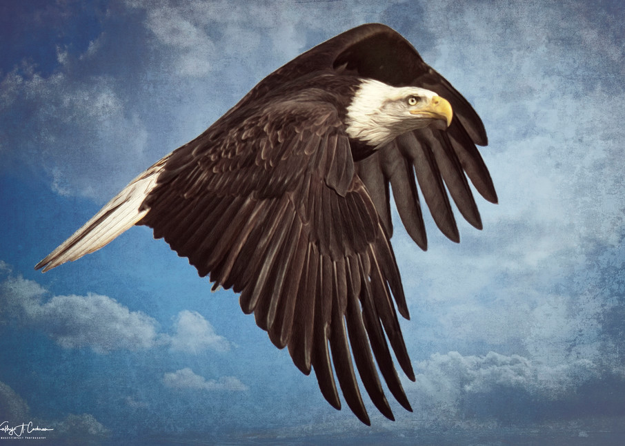 Banking Eagle Art | Images2Impact
