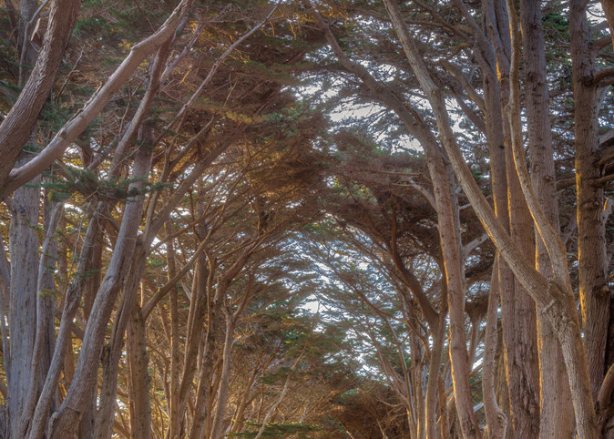 Cypress Sunrise Art | The Carmel Gallery