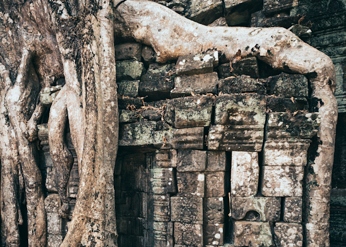 Strangler Fig Tree At Ta Prohm At Angkor Wat Photography Art | Sandra Jasmin Photography