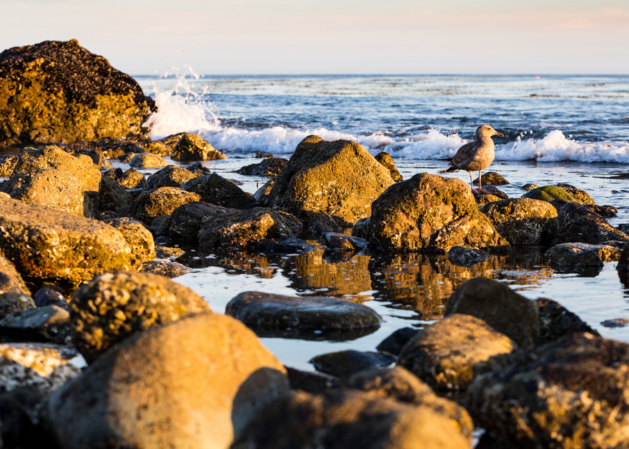 Seabird On The Rocks At Leo Carrillo State Park Photograph For Sale As Fine Art
