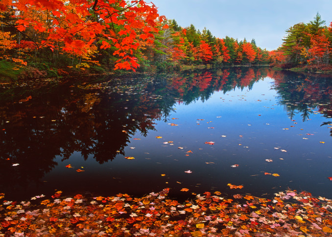Autumn leaves floating on still water in New England.