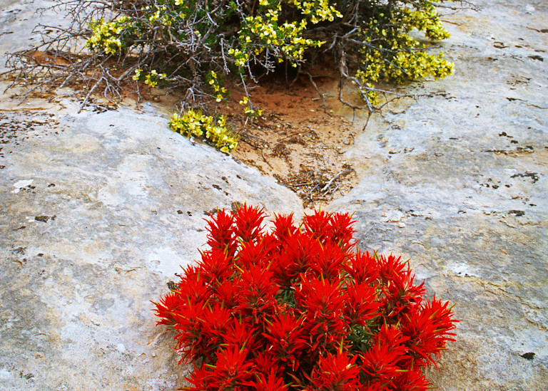 Indian Paintbrush thrives on a rock in Arches National Park, Utah
