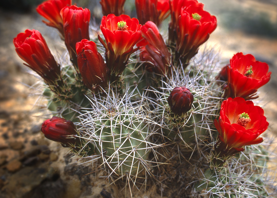 Claret Cup Cactus in blossom