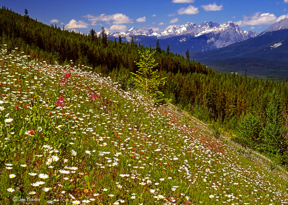 Kootenay Wildflowers, kootenay National Park, Canada