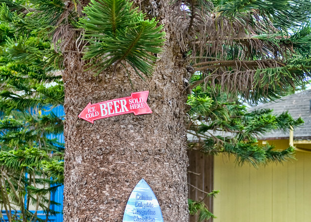 Cook Island Pine on Lanai