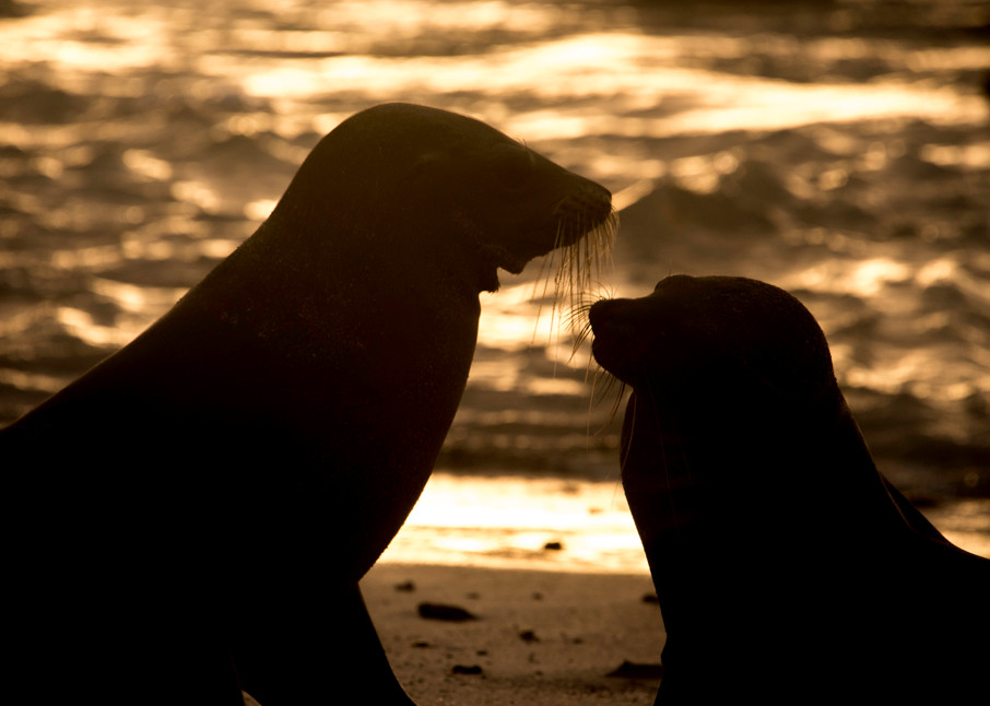 Two silhouetted Sea-lions on beach at sunset