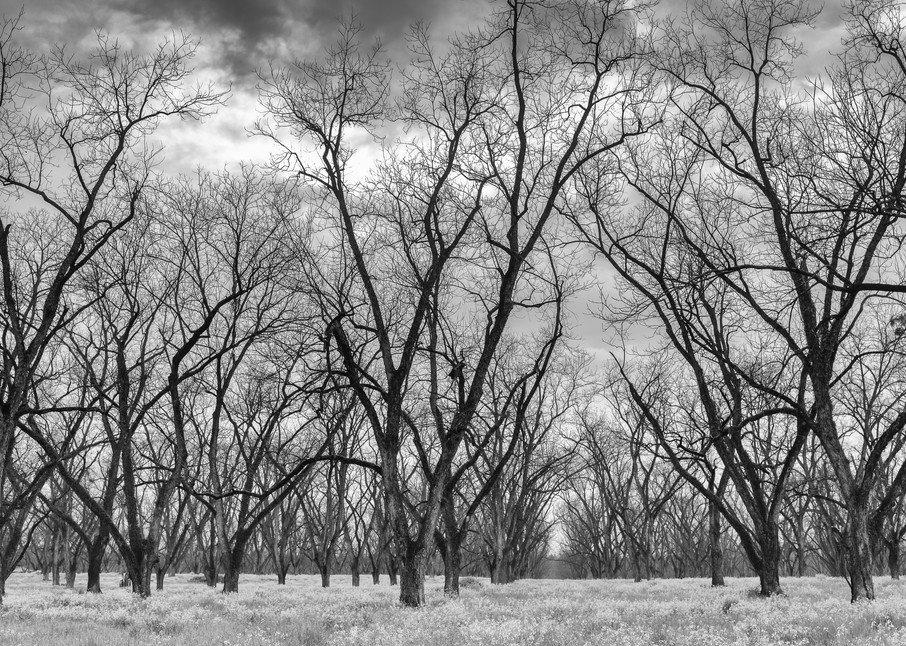 Trees  52 Photography Art | Sandy Adams Outdoorvizions Photography