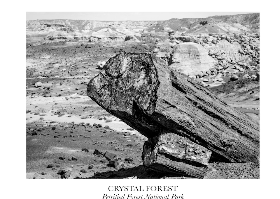 Crystal Forest, Petrified Forest National Park Photography Art | Robert B. Decker - Fine Art | Photography