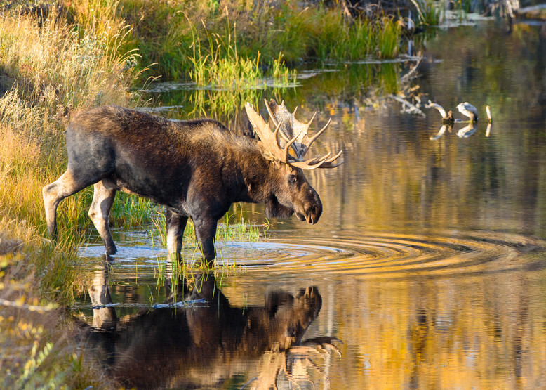 1810 Autum Reflection Moose