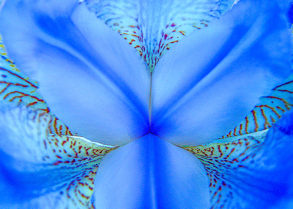 Blue Iris Art | alexanderblackphotography