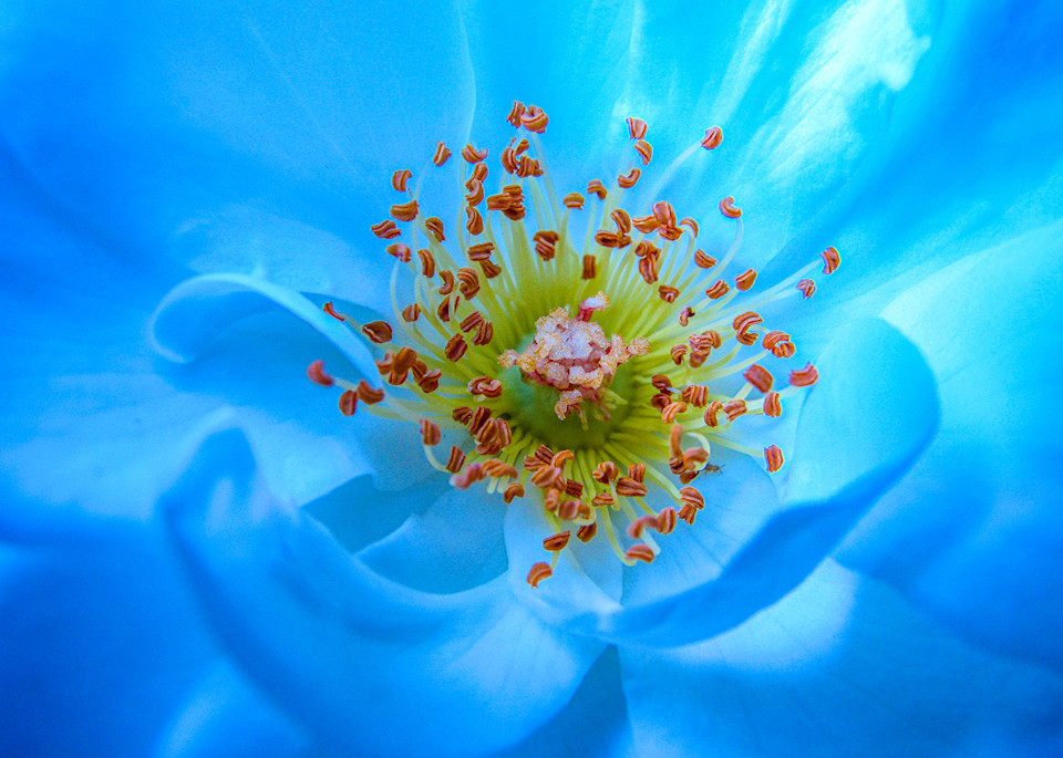 Blue Ocean Rose Art | alexanderblackphotography