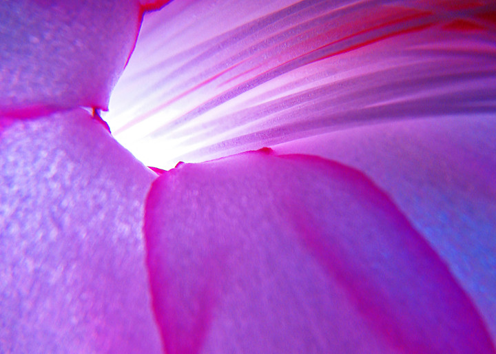 Optic Flower Art | alexanderblackphotography
