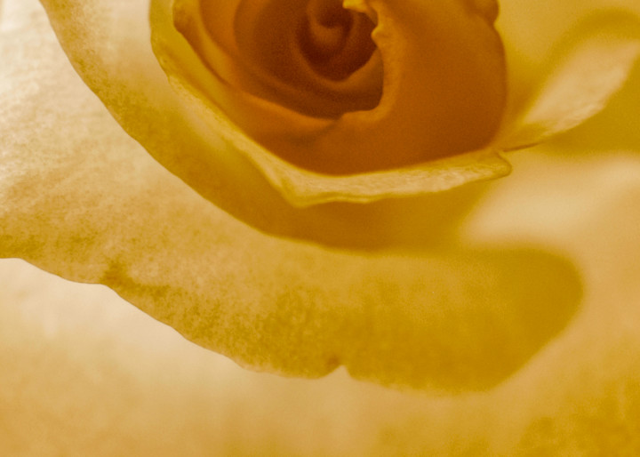 Rose In Sepia Art | alexanderblackphotography
