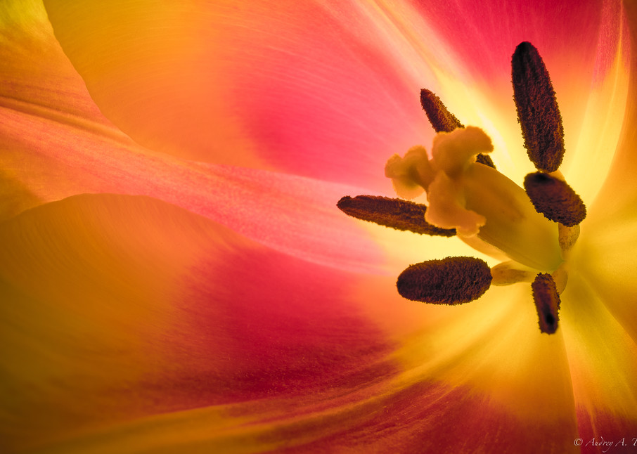 Tulip Light Fine Art Photograph