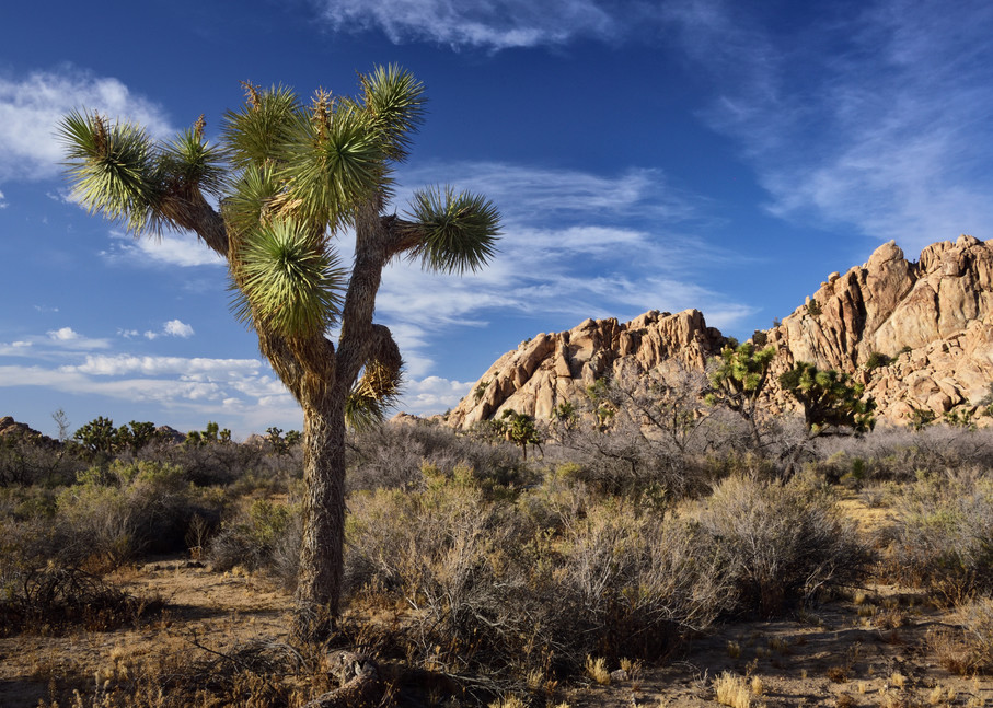 Unabandoned California Photographs Joshua Tree National Park - Fine Art Prints on Metal, Canvas, Paper & More By Kevin Odette Photography