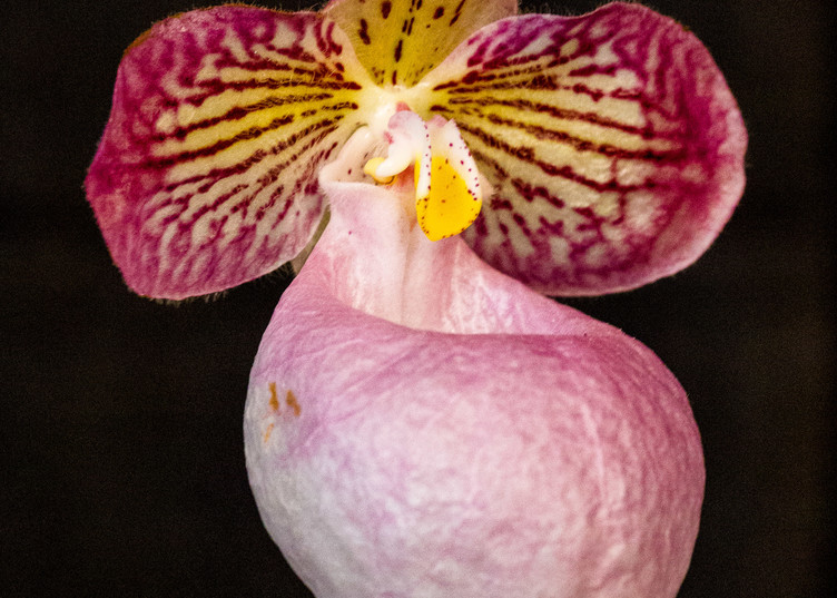 Lady's Slipper Orchid Pink Fine Art Photograph