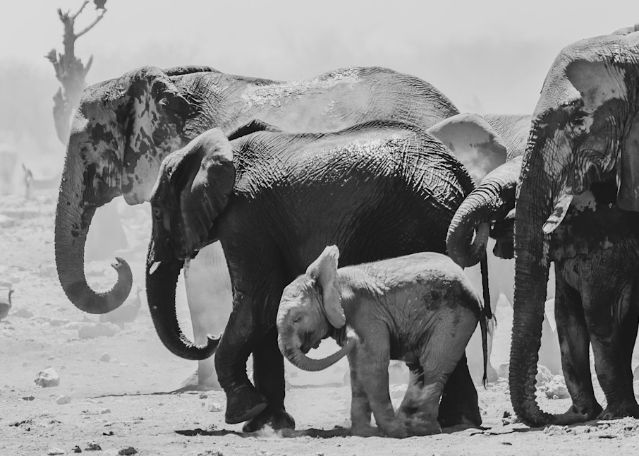 Steve Woodford, photo, Namibia, Africa, Elephant Act