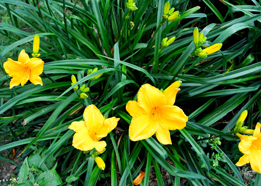 Day Lilies Arrive Print