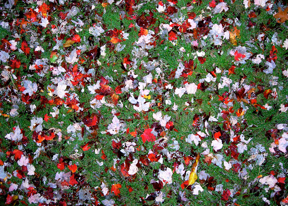 Fall Maple Leaf Display Print