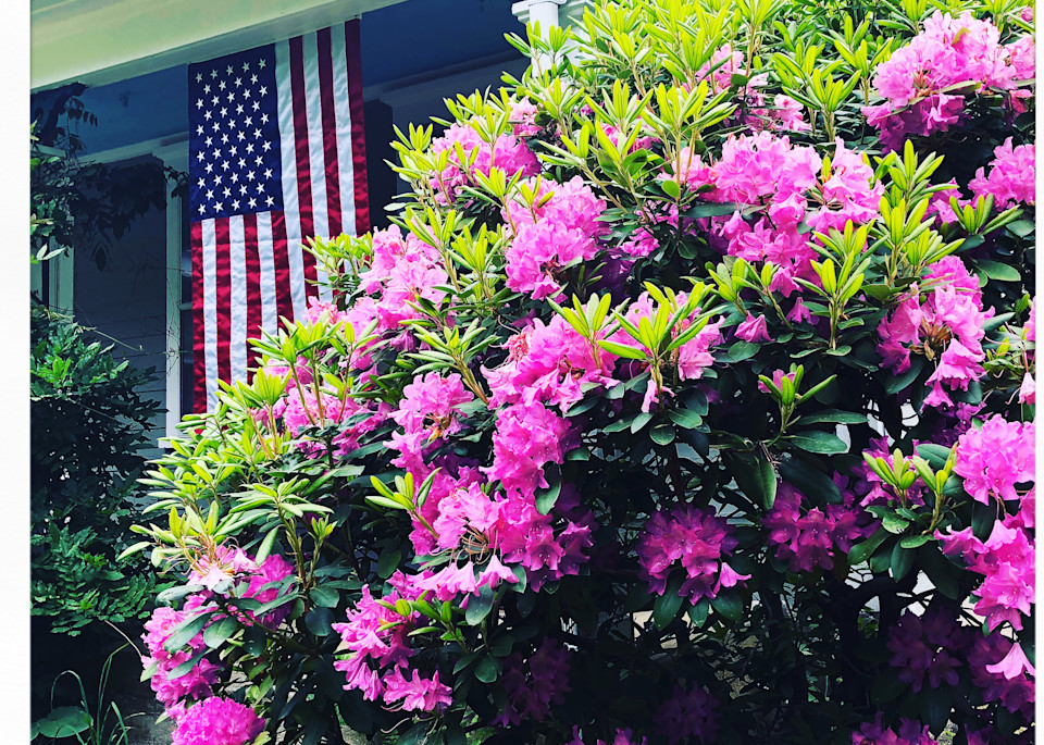 Spring Rhody Celebration Instagram