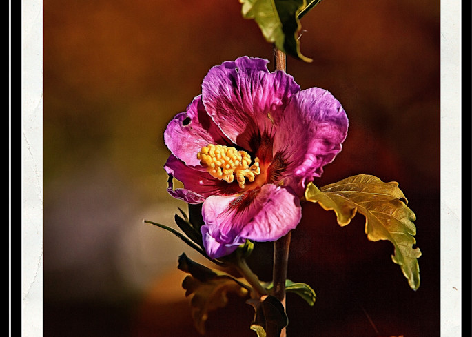Flowered Vine Art | Peter J Schnabel Photography LLC