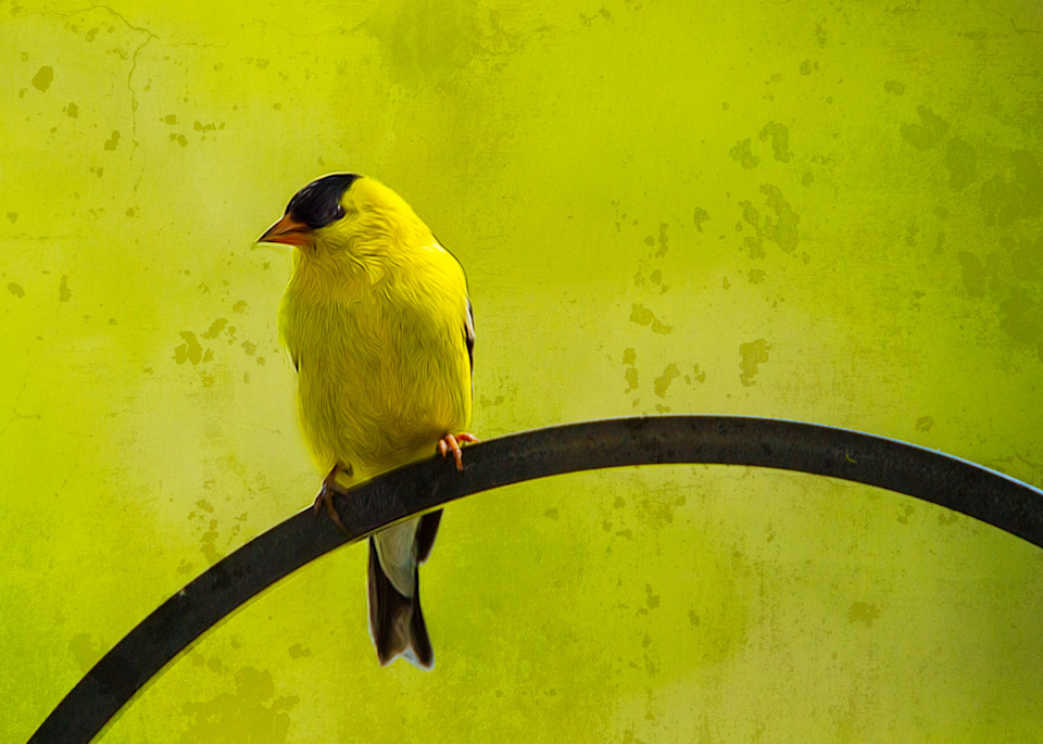 Yellow Bird Do Not Fly Away Art | Peter J Schnabel Photography LLC