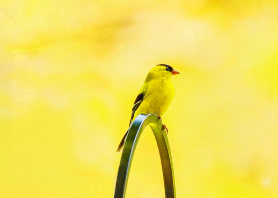 I Love Yellow Art | Peter J Schnabel Photography LLC