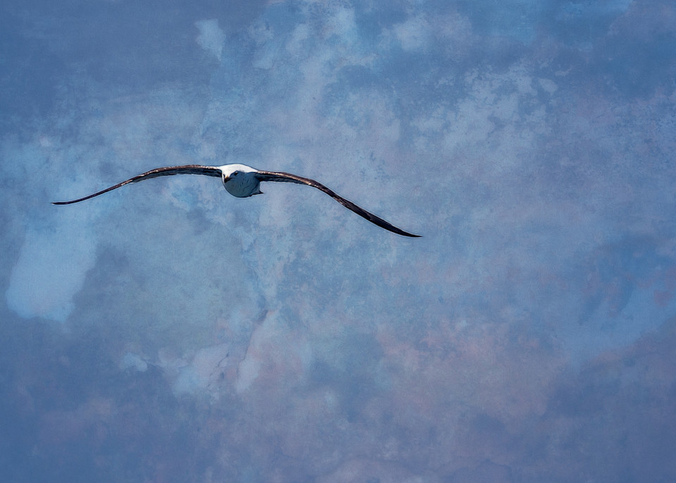 Gliding High Art | Peter J Schnabel Photography LLC