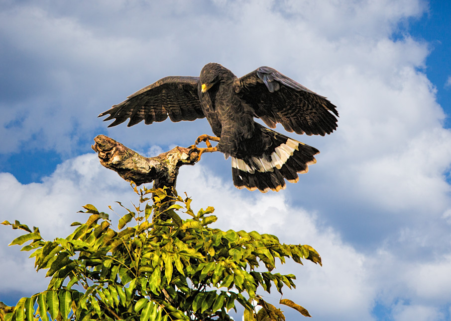 Hawk Incoming Art | Peter J Schnabel Photography LLC