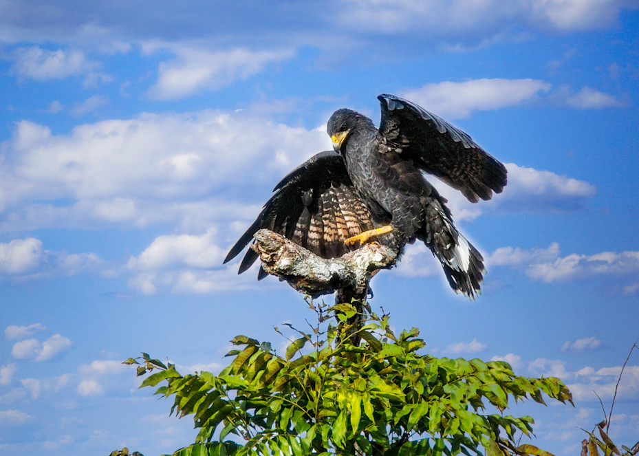 Majestic Bird   Hawk Art | Peter J Schnabel Photography LLC