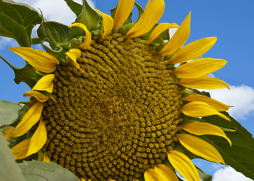 This giant sunflower stood out in a field of hundreds. 