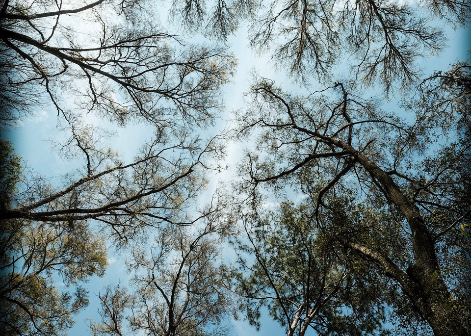 Tree Canopy Photography Art | David Frank Photography