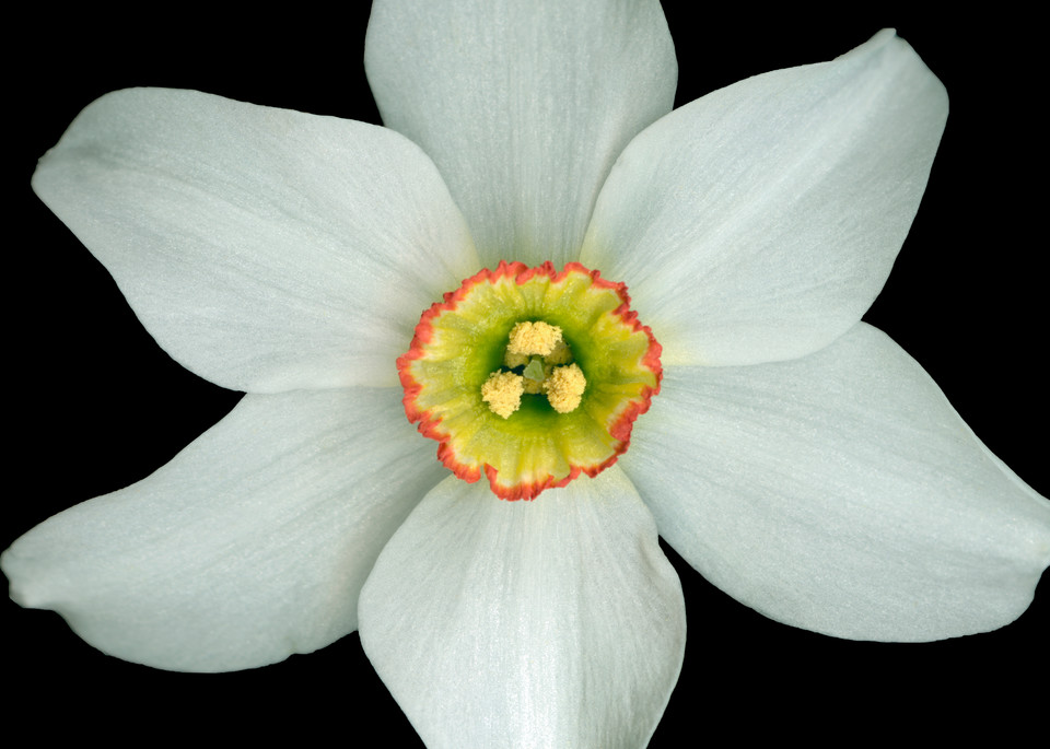 White Poeticus Daffodil. Contemporary ultra high resolution wall art. A print of an original artwork by Mary Ahern Artist.