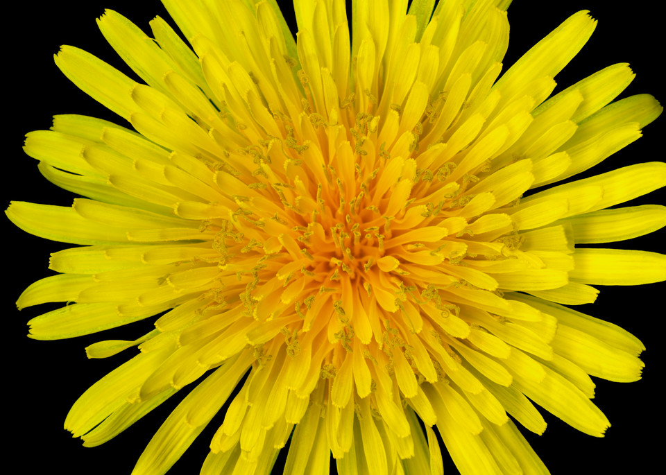 Dandelion Flower Squared. Contemporary ultra high resolution wall art. A print of an original artwork by Mary Ahern Artist.