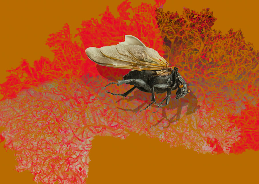 A one of a kind photo of a wasp. I discovered it flying in my kitchen one day.
