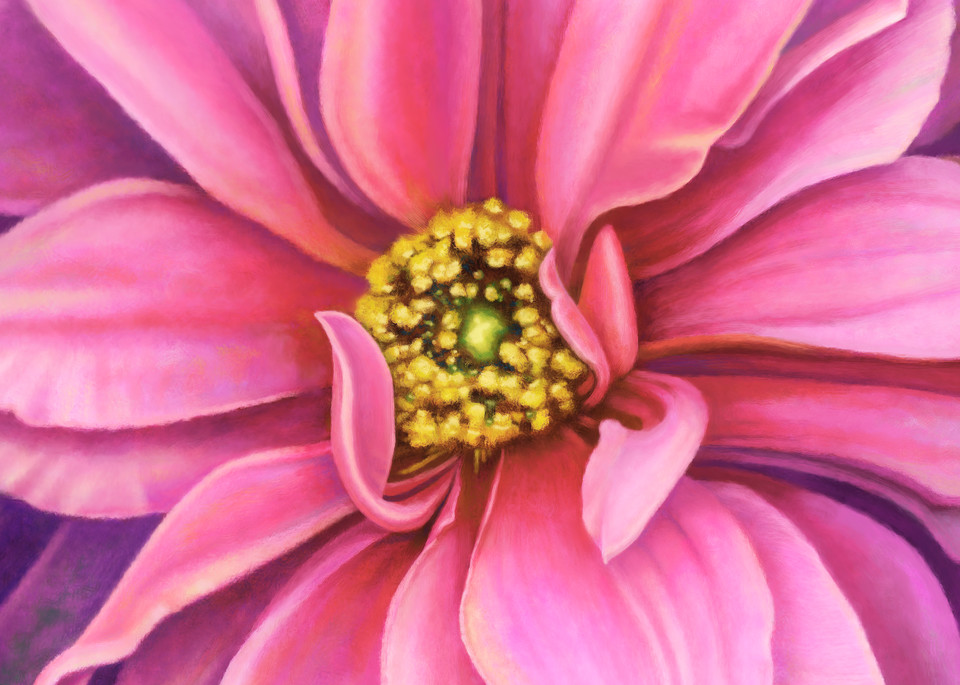 Pink Fascination Dahlia, wall art. A print of an original painting by the artist, Mary Ahern.