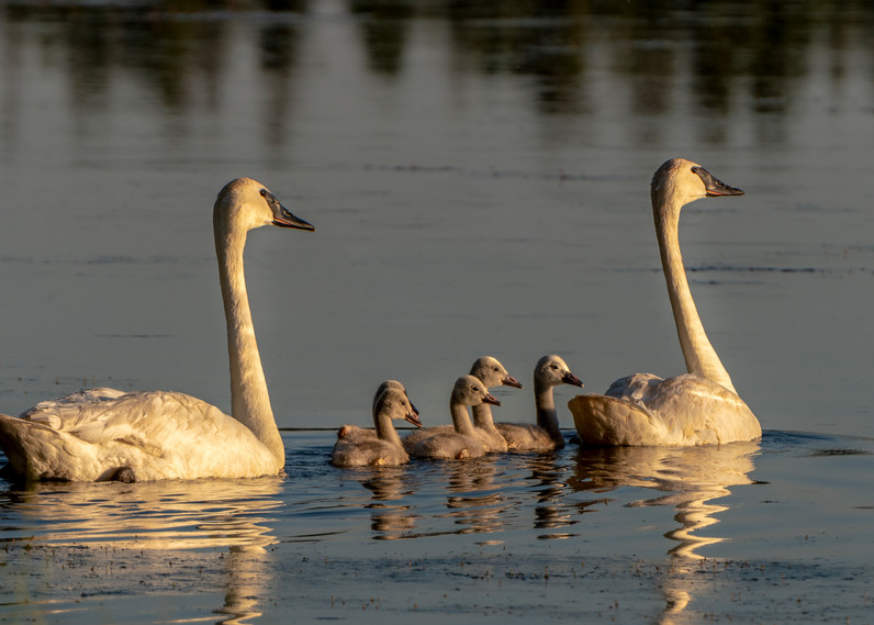Trumpeter Swan Family (2000)